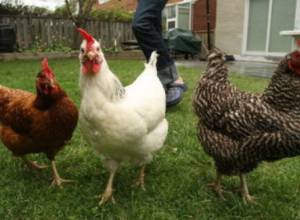 Ban on the import of bird meat from Poland and Germany abolishes