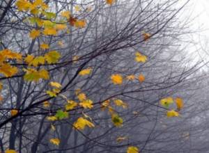 Максимум 12 градусов мороза – прогноз на ноябрь