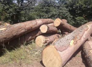 Ահազանգ. Շիկահողի արգելոցում շուրջ 40 թանկարժեք ծառ է հատվել. econews.am
