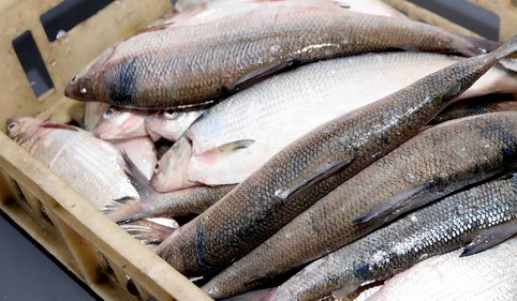 fish