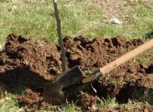 11-го ноября в Ереване будет проведен общегородской субботник-посадка деревьев