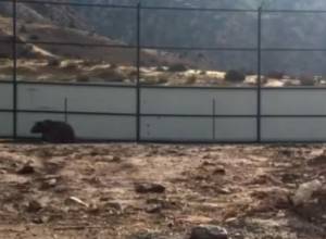 Vahagn Tevosyan: The behavior of the bears, their reactions are very disappointing