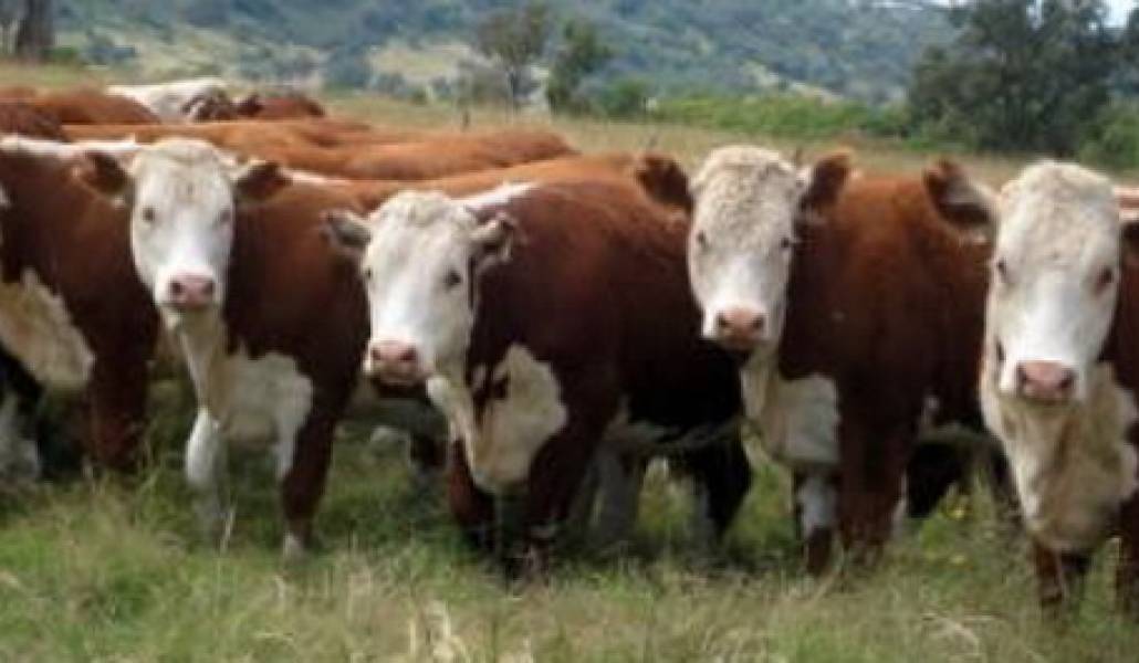 Hasarakakan-exjeravor_anasun_766477910