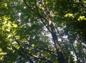 «Հայանտառ»-ը պարզաբանում է, թե ինչու են համարակալվել Արդվու անտառի ծառերը