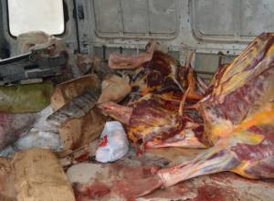 Sale of horse meat prevented