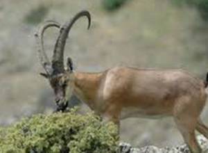 Hunter of Bezoar ibex escapes