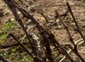 Ուշադրություն. Խաղողի այգիներում սկսել է վաղ այգեբացը. խորհուրդներ