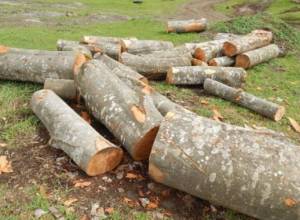 Տավուշում այսուհետ հատվող ծառերը կդրվեն աճուրդի