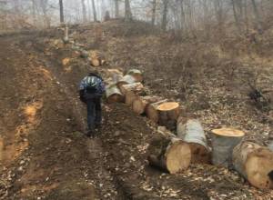 Tree Deforestation in Dilijan National Park