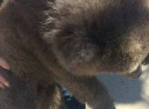 Bear led with rope around its neck n Gyumri