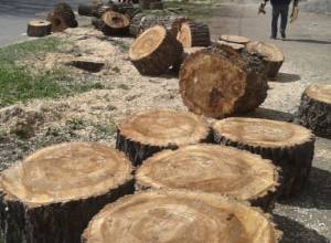 В Ванадзоре срубили деревья