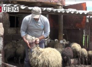 Wolves devour lambs in Shirak