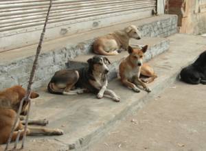 Թափառող շները սպառնալիք են դարձել բնակիչների համար