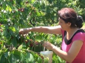 В Чочкане сбор урожая начался приблизительно на 20 дней раньше