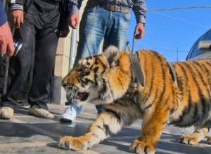 Statemend of FPWC Foundation