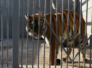 All animals registered in area belonging to Manvel Grigoryan