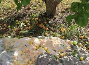 Կառավարությունը կփոխհատուցի կարկուտից տուժած հողօգտագործողներին մարզերում