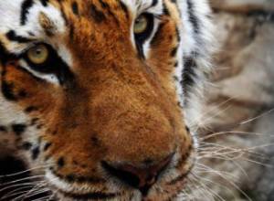 В Ереванском зоопарке внезапно умер амурский тигр