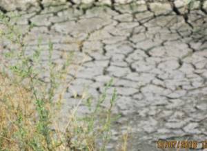 Արարատյան դաշտավայրում   ելքը նոր հորերն են