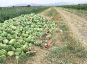 Villager's 40 tonnes of watermelons spoiled because of injection