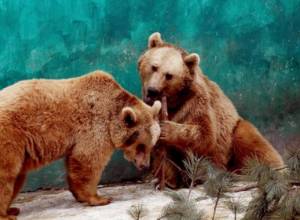 Կենդանաբանական այգում արջերը հարձակվել են իրար վրա. գրանցվել է գորշ արջի անկում