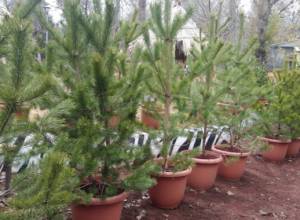 "Living Tree"- Another Initiative of Yerevan Zoo