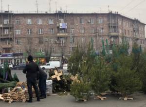 Եղևնիները բերված են Ռուսաստանի Դաշնությունից. Վրույր Պեպանյան