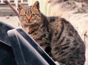 Подробности происшедшего вследствие прозвучавших в Арарате выстрелов