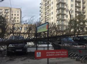 Trees and cars damages as result of strong winds in Tbilisi