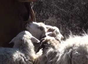 Молодежь за  овцами не бегает: пастух из Дебеда