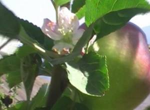 Деревья и осенью цветут