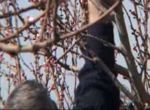 70 процентов деревьев пострадало