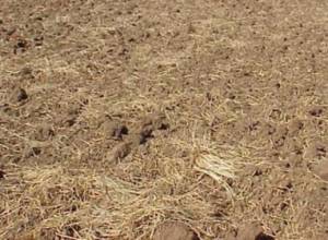 Отказываются от земли ради пособия