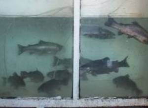 Рыбий корм – без НДС