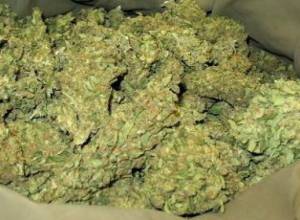 Наркотики - с земельного участка