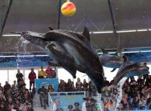 Дельфинарий – источник инфекции?