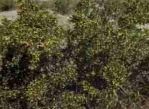 Украденное укрыли в кустах