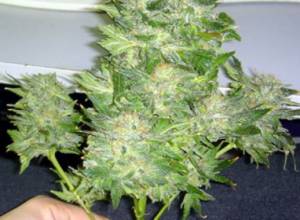 Обнаружена масса, похожая на коноплю