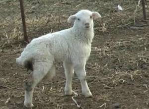 Ягненок родился с тремя ногами