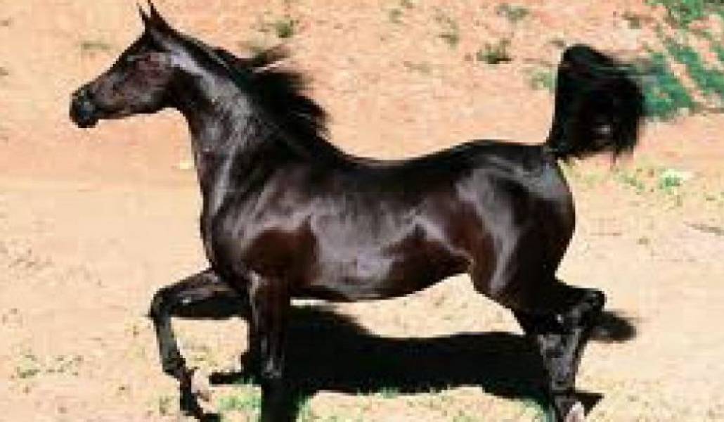 dfe935ce6fe4f691474e534ef32fa390