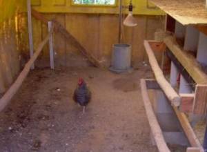 Курице Саят-Новы спастись не удалось