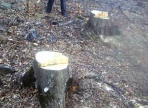 Незаконная вырубка деревьев