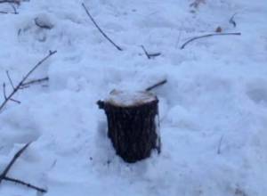 Срубили 30-летние ели