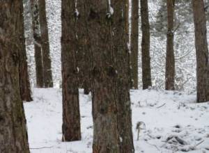 Перенумеровано 4200 деревьев
