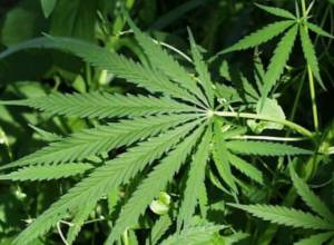 В Норагавите обнаружена марихуана