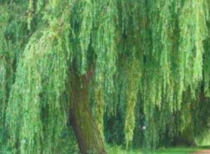 Срубили 15 ив