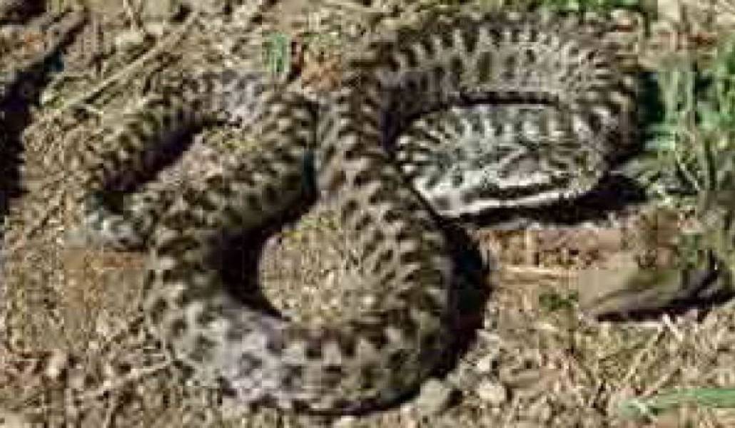 b173deac3abb4c67e49ed631c42ee52f