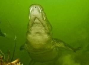 Сиамские крокодилы - для ресторанов