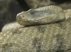 Змея на кухне