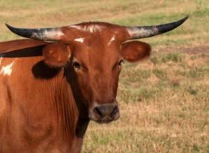 Теленка похитили на автомобиле «РАФ»